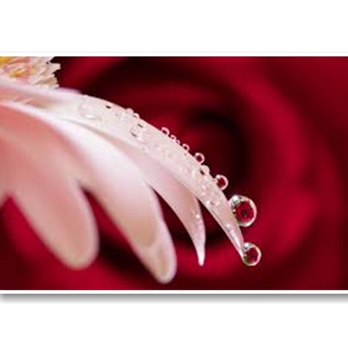 Ống Kính Sony FE 90mm F2.8 Macro G OSS (SEL90M28G)