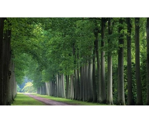 Sự độc đáo trong bố cục nhịp điệu