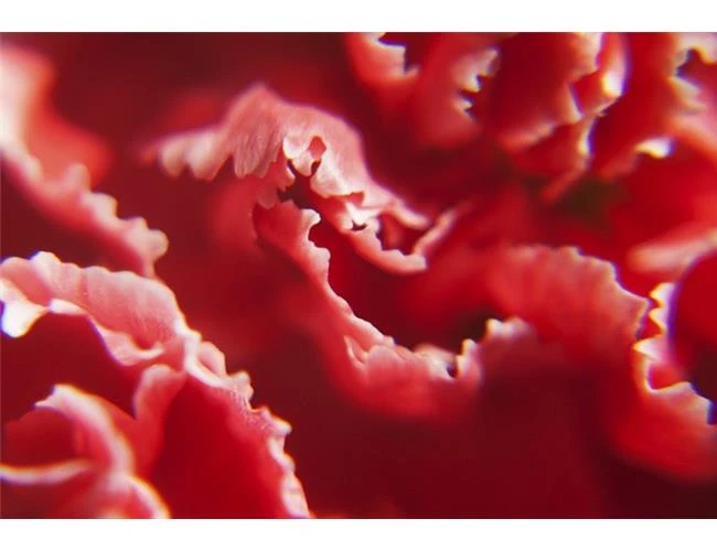 Tạo hiệu ứng ảnh lung linh với kính lúp