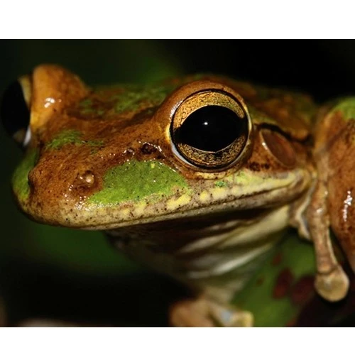 Thế giới tí hon với nghệ thuật macro