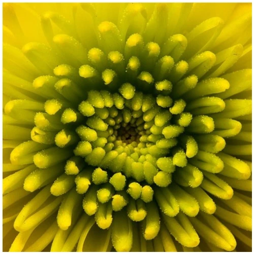 Thế giới tí hon với nghệ thuật macro