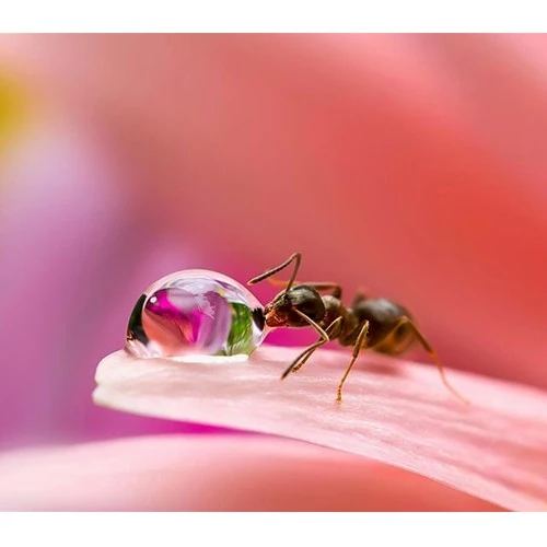 Thế giới tí hon với nghệ thuật macro