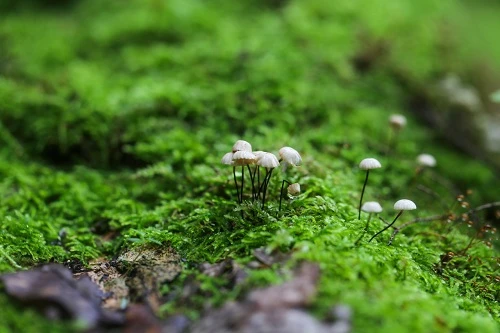 Bạn đã thử sức với nhiếp ảnh macro?